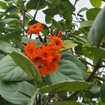 Cordia sebestenaFlower