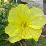 Oenothera macrocarpaBloem