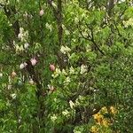 Ligustrum robustum Habitat