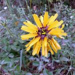 Hymenonema laconicum Flor