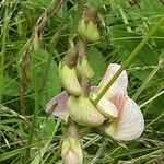 Lathyrus sylvestris Květ