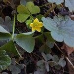 Oxalis stricta 花