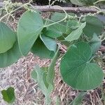 Cissampelos pareira Leaf