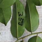 Pterocarpus soyauxii Levél
