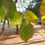 Tabebuia roseoalba Blatt