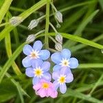 Myosotis scorpioidesKukka