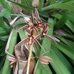 Cymbidium aloifolium Flower