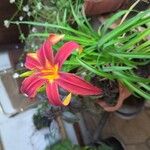 Hemerocallis minor പുഷ്പം