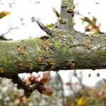 Prunus serrulata Bark