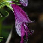 Penstemon whippleanus Flower
