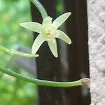 Bowiea volubilis Flower