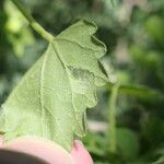 Pavonia burchellii Leaf