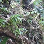 Angraecum obversifolium Habitat