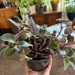 Tradescantia crassifolia List