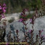 Micromeria marginata Hábito