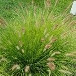 Pennisetum polystachion Levél