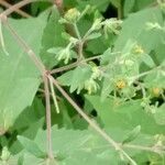 Sigesbeckia orientalis Blad