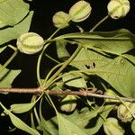 Pisonia macranthocarpa 果實
