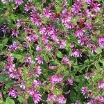 Cuphea racemosa Flower