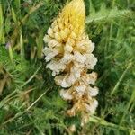 Orobanche foetida 花