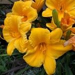 Hemerocallis lilioasphodelusFlor