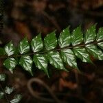 Tachigali melinonii Leaf