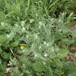 Fumaria parviflora Habit