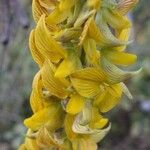 Crotalaria pallida Цвят