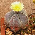 Astrophytum myriostigmaFrunză