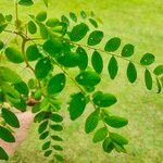 Phyllanthus tenellus Blatt