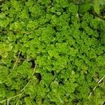 Sedum spurium 葉