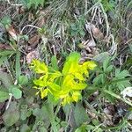 Euphorbia carniolica Flor