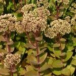 Sedum telephium Fleur