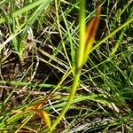 Eriophorum latifolium 葉