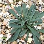 Jacobaea auricula Hoja