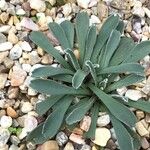 Jacobaea auricula Leaf