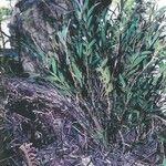 Dendrobium unicarinatum Habit