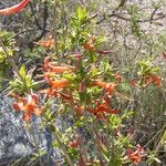 Anisacanthus thurberi Habit