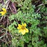 Bidens bipinnata Flor