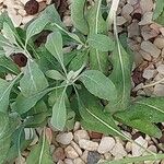 Salvia apiana Blatt