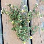 Phacelia bicolor Fiore