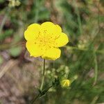 Potentilla grandiflora Õis