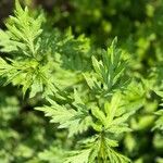 Artemisia princeps List