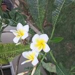 Plumeria alba Blomma