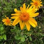 Arnica montana Blüte