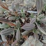 Tuberaria lignosa Blatt