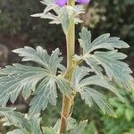 Aconitum variegatum Levél