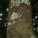 Lacmellea aculeata Lubje