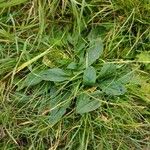 Plantago media Natur