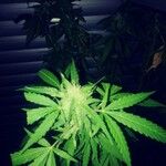 Cannabis indica Leht